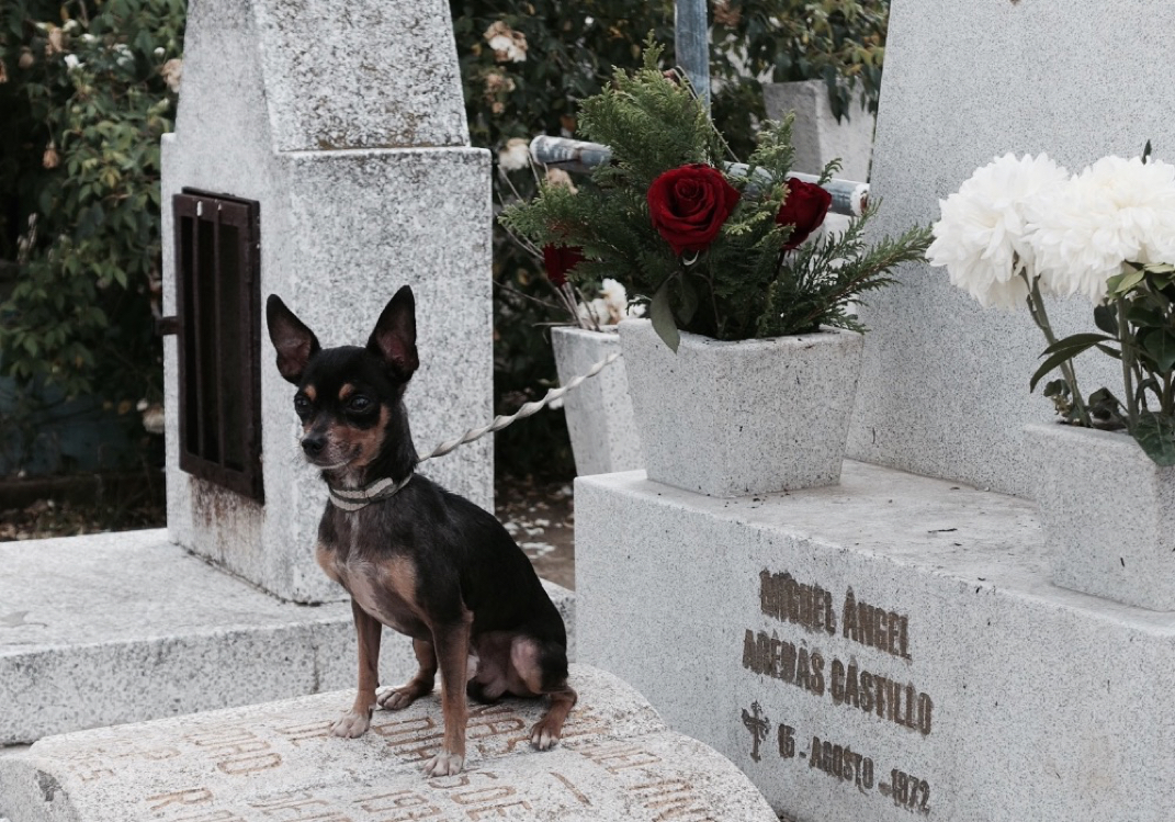 chihuahua in cemetery