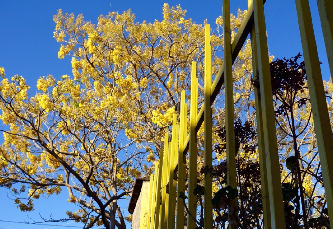 yellow tree