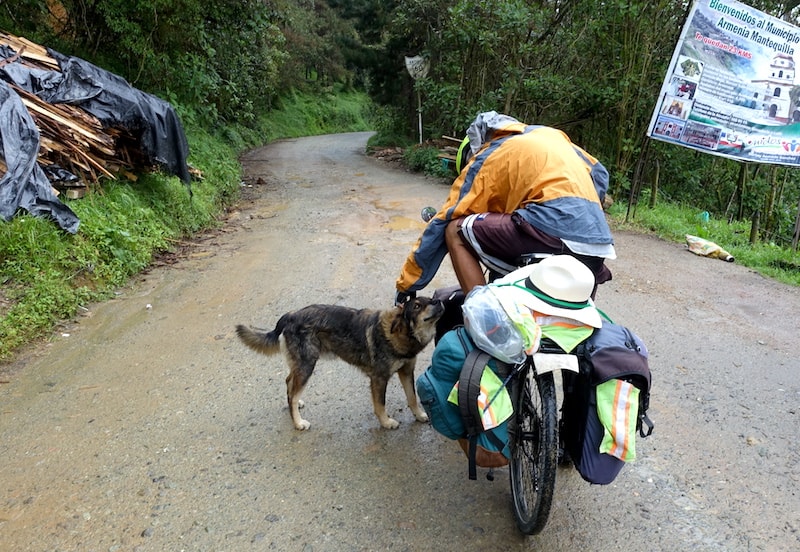 Dog and bike